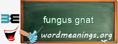 WordMeaning blackboard for fungus gnat